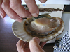 s_PICT0490_thumb.png